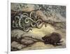 Porcupine and Snakes-null-Framed Premium Giclee Print