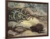 Porcupine and Snakes-null-Framed Premium Giclee Print