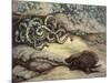 Porcupine and Snakes-null-Mounted Premium Giclee Print