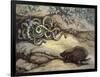 Porcupine and Snakes-null-Framed Premium Giclee Print