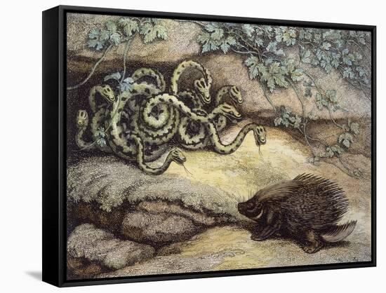 Porcupine and Snakes-null-Framed Stretched Canvas