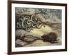 Porcupine and Snakes-null-Framed Art Print