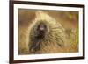 Porcupine (Erethizon Dorsatum) on Tundra. North Slope, Alaska, USA. September-Gerrit Vyn-Framed Photographic Print