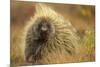 Porcupine (Erethizon Dorsatum) on Tundra. North Slope, Alaska, USA. September-Gerrit Vyn-Mounted Photographic Print