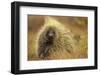 Porcupine (Erethizon Dorsatum) on Tundra. North Slope, Alaska, USA. September-Gerrit Vyn-Framed Premium Photographic Print