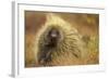 Porcupine (Erethizon Dorsatum) on Tundra. North Slope, Alaska, USA. September-Gerrit Vyn-Framed Photographic Print