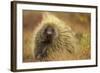 Porcupine (Erethizon Dorsatum) on Tundra. North Slope, Alaska, USA. September-Gerrit Vyn-Framed Photographic Print