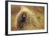 Porcupine (Erethizon Dorsatum) on Tundra. North Slope, Alaska, USA. September-Gerrit Vyn-Framed Photographic Print