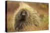 Porcupine (Erethizon Dorsatum) on Tundra. North Slope, Alaska, USA. September-Gerrit Vyn-Stretched Canvas