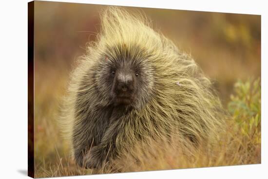 Porcupine (Erethizon Dorsatum) on Tundra. North Slope, Alaska, USA. September-Gerrit Vyn-Stretched Canvas