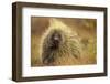 Porcupine (Erethizon Dorsatum) on Tundra. North Slope, Alaska, USA. September-Gerrit Vyn-Framed Photographic Print