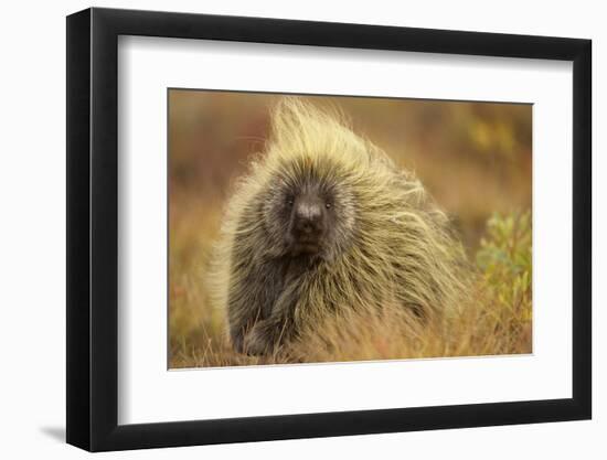 Porcupine (Erethizon Dorsatum) on Tundra. North Slope, Alaska, USA. September-Gerrit Vyn-Framed Photographic Print