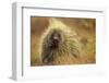 Porcupine (Erethizon Dorsatum) on Tundra. North Slope, Alaska, USA. September-Gerrit Vyn-Framed Photographic Print