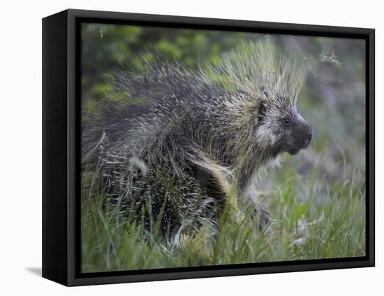 Porcupine (Erethizon Dorsatum)-James Hager-Framed Stretched Canvas