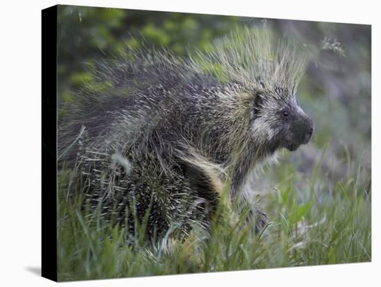 Porcupine (Erethizon Dorsatum)-James Hager-Stretched Canvas