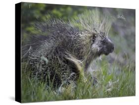 Porcupine (Erethizon Dorsatum)-James Hager-Stretched Canvas