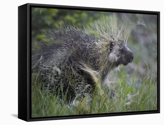 Porcupine (Erethizon Dorsatum)-James Hager-Framed Stretched Canvas