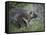 Porcupine (Erethizon Dorsatum)-James Hager-Framed Stretched Canvas