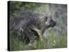 Porcupine (Erethizon Dorsatum)-James Hager-Stretched Canvas