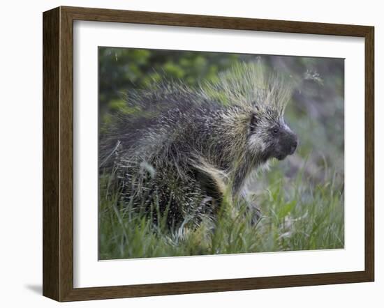 Porcupine (Erethizon Dorsatum)-James Hager-Framed Photographic Print