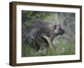 Porcupine (Erethizon Dorsatum)-James Hager-Framed Photographic Print