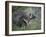 Porcupine (Erethizon Dorsatum)-James Hager-Framed Photographic Print