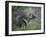 Porcupine (Erethizon Dorsatum)-James Hager-Framed Photographic Print