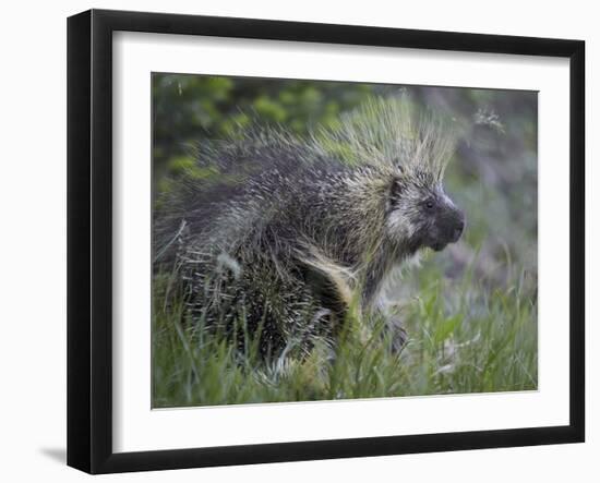 Porcupine (Erethizon Dorsatum)-James Hager-Framed Photographic Print