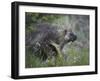 Porcupine (Erethizon Dorsatum)-James Hager-Framed Photographic Print