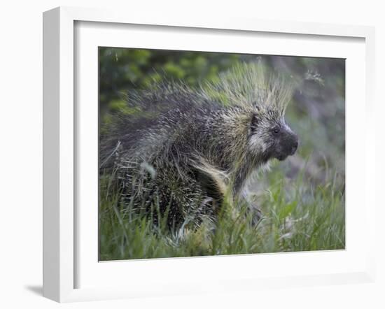 Porcupine (Erethizon Dorsatum)-James Hager-Framed Photographic Print