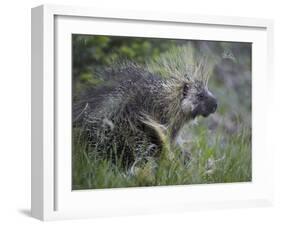 Porcupine (Erethizon Dorsatum)-James Hager-Framed Photographic Print