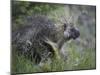 Porcupine (Erethizon Dorsatum)-James Hager-Mounted Photographic Print