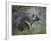 Porcupine (Erethizon Dorsatum)-James Hager-Framed Photographic Print