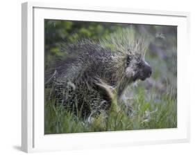 Porcupine (Erethizon Dorsatum)-James Hager-Framed Photographic Print