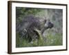 Porcupine (Erethizon Dorsatum)-James Hager-Framed Photographic Print