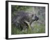 Porcupine (Erethizon Dorsatum)-James Hager-Framed Photographic Print