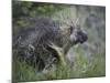 Porcupine (Erethizon Dorsatum)-James Hager-Mounted Photographic Print