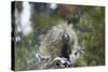 Porcupine (Erethizon Dorsatum)-James Hager-Stretched Canvas