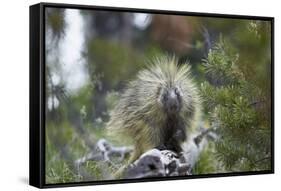 Porcupine (Erethizon Dorsatum)-James Hager-Framed Stretched Canvas