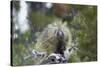 Porcupine (Erethizon Dorsatum)-James Hager-Stretched Canvas