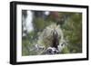 Porcupine (Erethizon Dorsatum)-James Hager-Framed Photographic Print