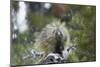 Porcupine (Erethizon Dorsatum)-James Hager-Mounted Photographic Print