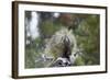 Porcupine (Erethizon Dorsatum)-James Hager-Framed Photographic Print