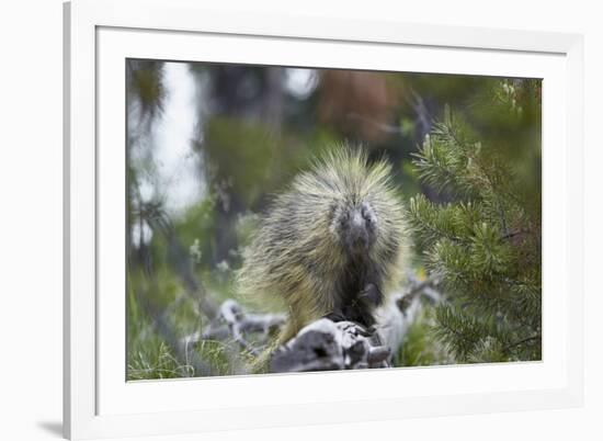 Porcupine (Erethizon Dorsatum)-James Hager-Framed Photographic Print