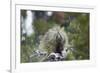 Porcupine (Erethizon Dorsatum)-James Hager-Framed Photographic Print