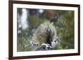 Porcupine (Erethizon Dorsatum)-James Hager-Framed Photographic Print