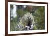 Porcupine (Erethizon Dorsatum)-James Hager-Framed Photographic Print