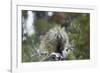 Porcupine (Erethizon Dorsatum)-James Hager-Framed Photographic Print