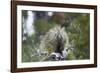 Porcupine (Erethizon Dorsatum)-James Hager-Framed Photographic Print