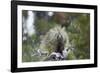 Porcupine (Erethizon Dorsatum)-James Hager-Framed Photographic Print